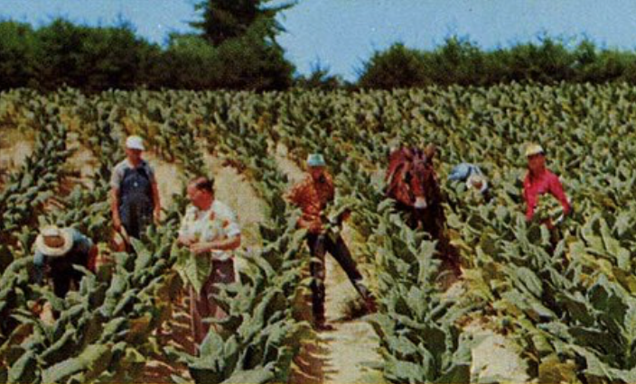 photo of 1st Big Tobacco company to enter hemp market files for bankruptcy image