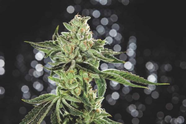 photo of The Top 10 Cannabis Strains of 2018 image