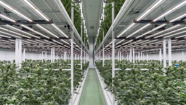 photo of Trichome Israel: Inside Job image