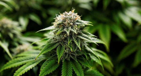 Study Identifies 227 Cannabis Terpenes&hellip;