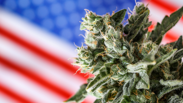 Cannabis Freedom Isn’t Free