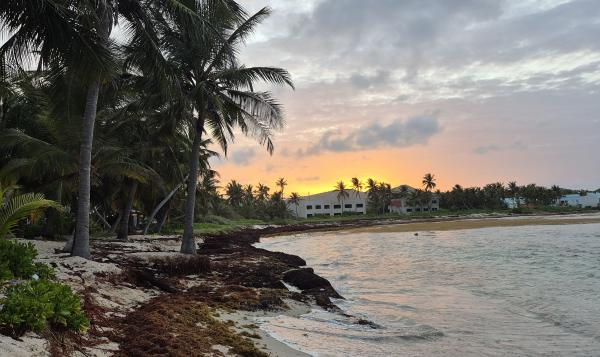 Caribbean Cannabis: A Local Look at the…