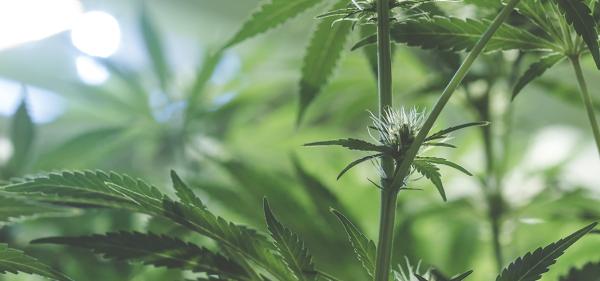 Texas Chooses 9 Medical Cannabis Companies for Program’s…