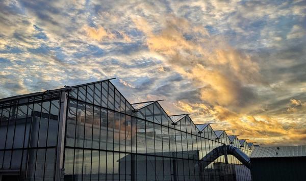 photo of Canadian cannabis boosts Village Farms revenue, but produce weighs image