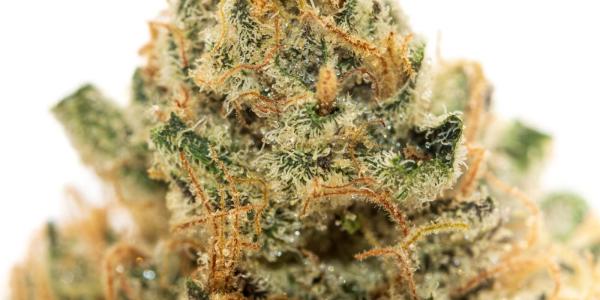 The Most Popular Cannabis Strains in&hellip;