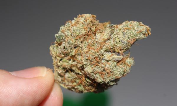 Minnesota Should Allow Marijuana…