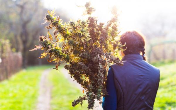photo of What Is #Croptober? Celebrating Cannabis Harvest Season image