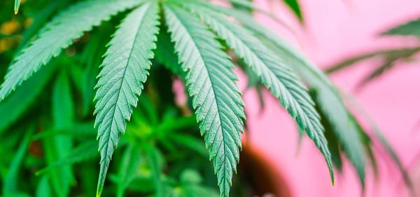 Indiana Lawmaker Planning Medical&hellip;