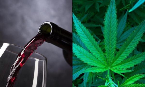 Using Marijuana Reduces Alcohol Cravings…
